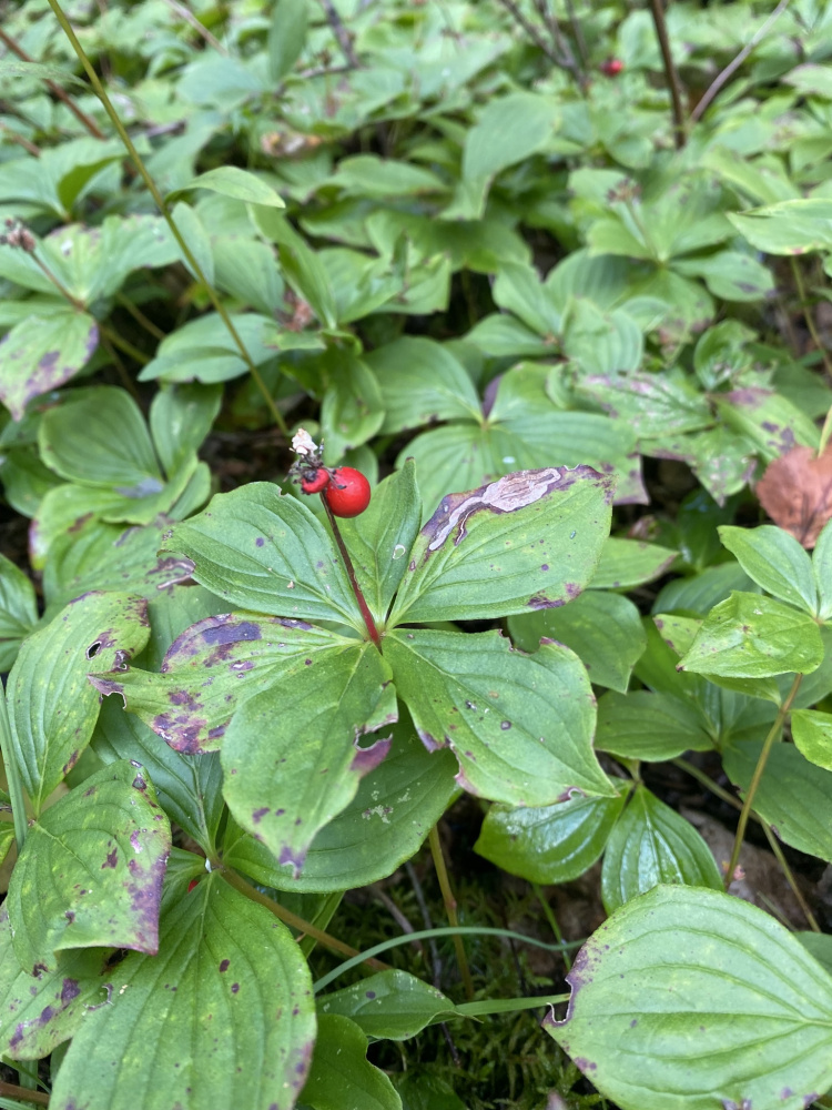 草茱萸是多年生草本
